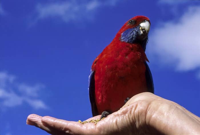 a colorful bird on someone's hand