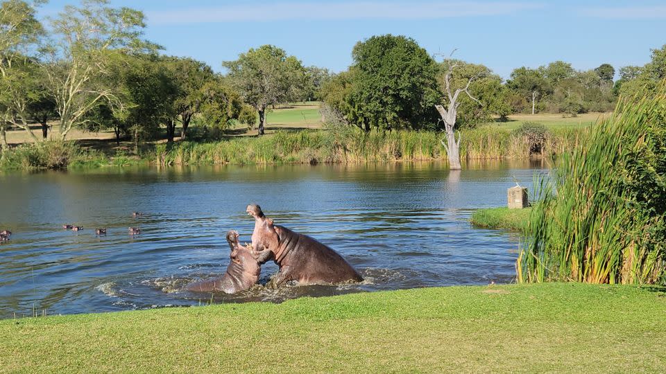 Two bulls fight for dominance in Lake Panic as other hippos watch on. - Indalo Wiltshire Skukuza Golf Club