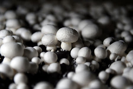 Mushrooms grow at Codd Mushroom farm in Tullow, Ireland October 9, 2016. REUTERS/Clodagh Kilcoyne