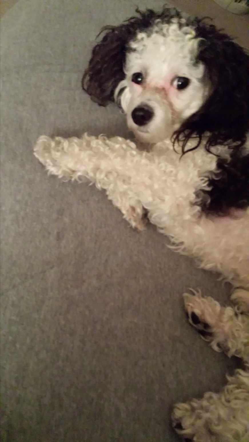 One-year-old Marley lounges at home. The Voegtline family adopted Marley in 2012 when he was three months old.