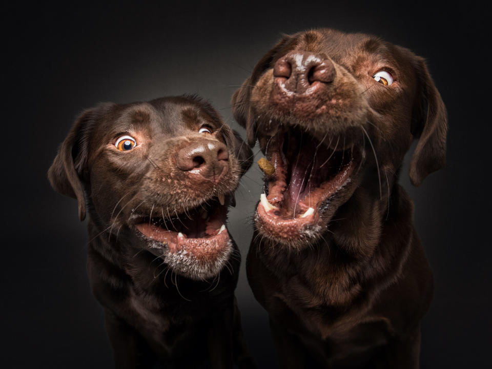 Labrador Retrievers