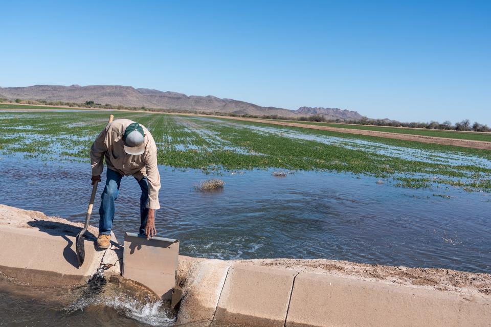Danny Mark, an irrigation foreman at Ramona Farms, closes off a canal gate after flood irrigating an alfalfa crop with water from the Casa Grande Canal at Ramona Farms in Sacaton in the Gila River Indian Community on February 9, 2022.