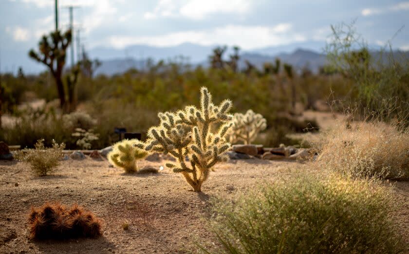 A view of a cactus plant in the middle of a desert scene.
