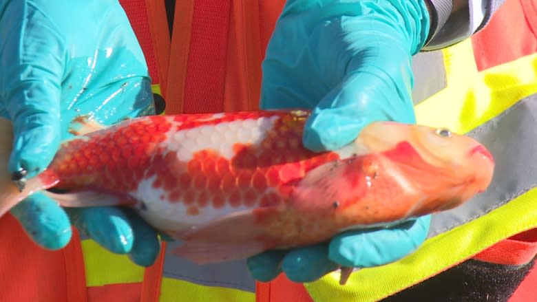 Dumped goldfish filling stormwater ponds in Okotoks almost under control