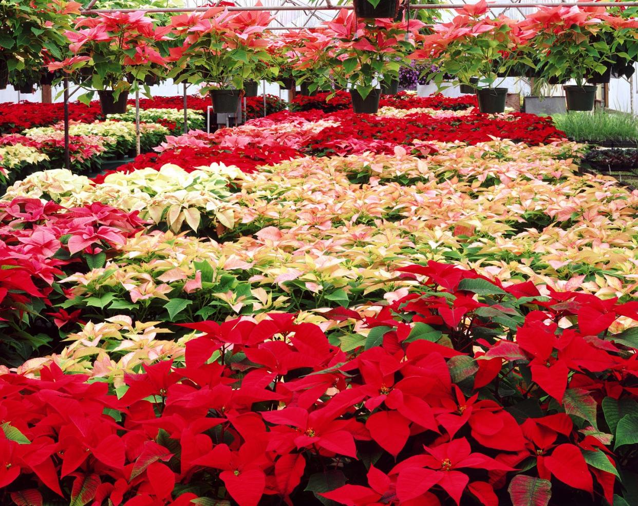 how to care for poinsettias