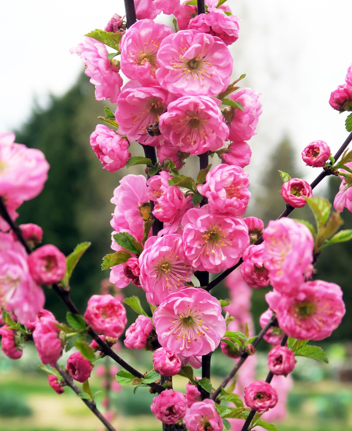 pink flowering trees flowering almond