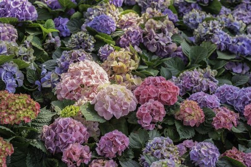 Flowers are abundant in hydrangea flower beds in gardens.