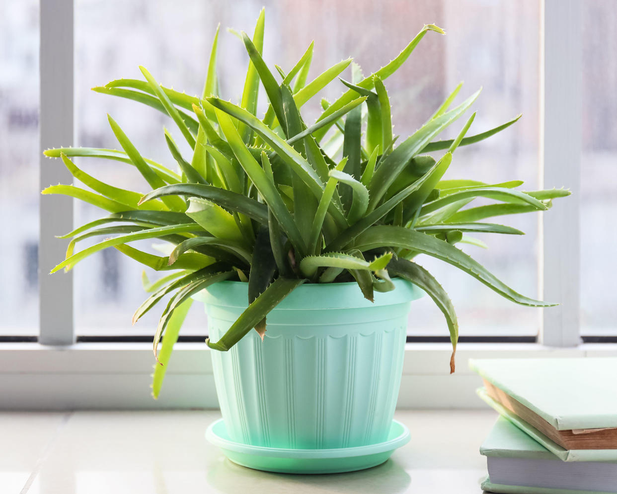  Aloe vera plant with slightly drooping leaves. 