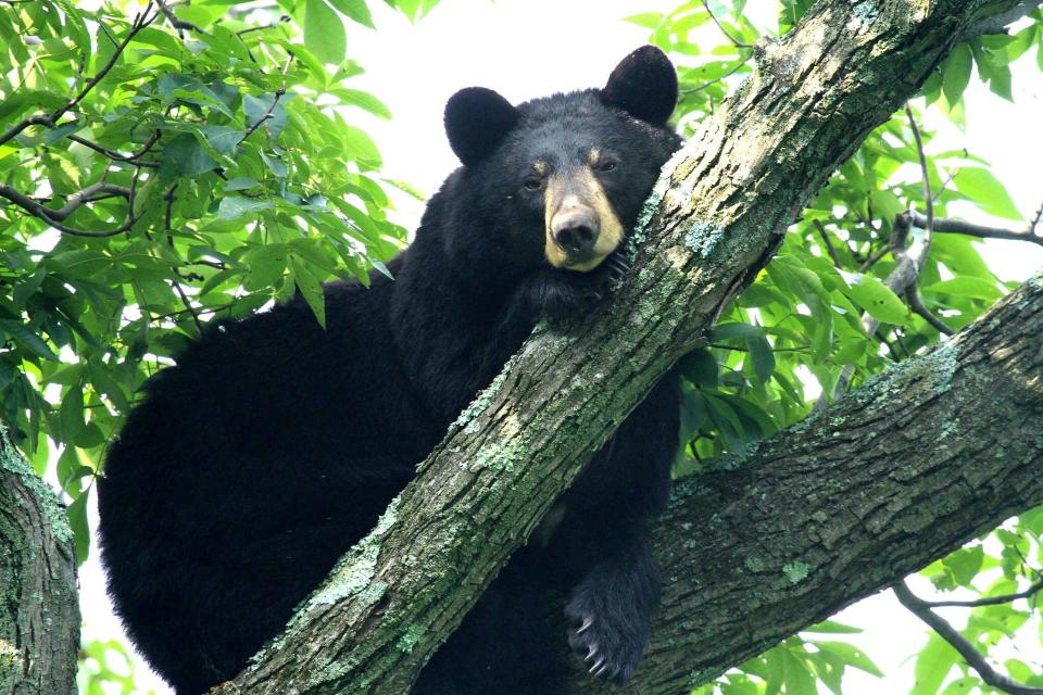 Bears mostly eat berries, seeds and nuts but are omnivores and opportunistic eaters, who will also eat remains of other animals and garbage left by humans.