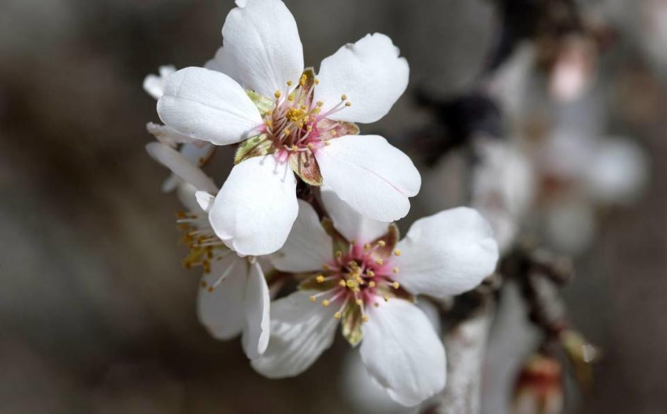 Almond trees in full bloom in an orchard in Ceres, Calif., Thursday, Feb. 23, 2023.