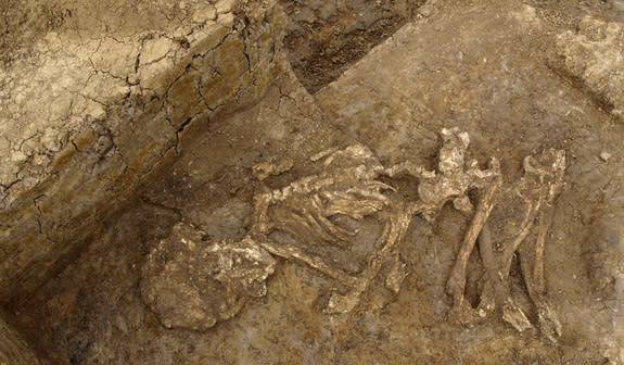 Skeletal remains from Neat's Court in Kent, England. These bones show signs of low-level heat treatment, indicating that the body might have been mummified in an extremely dry environment or through smoking.