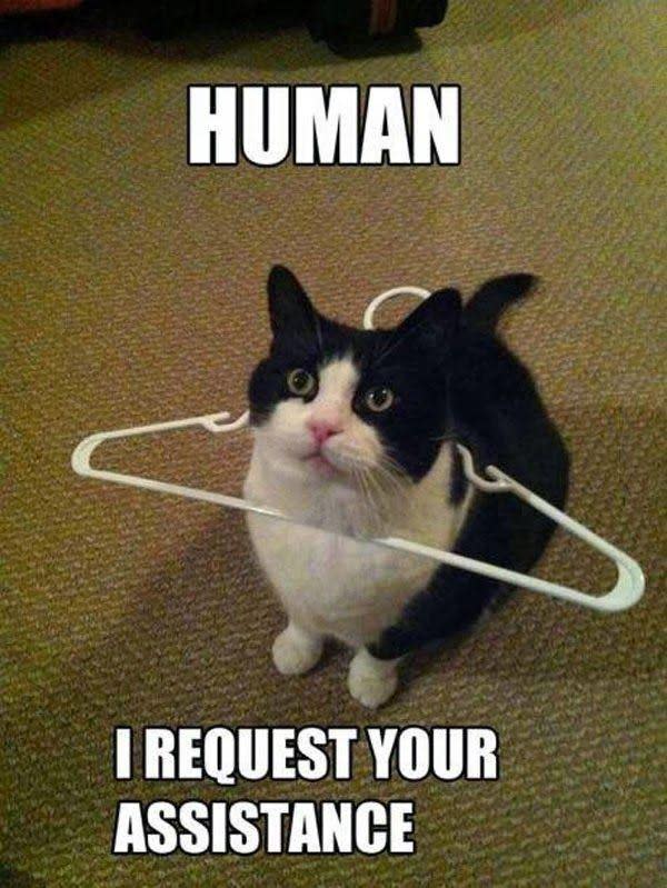 Funniest cat memes