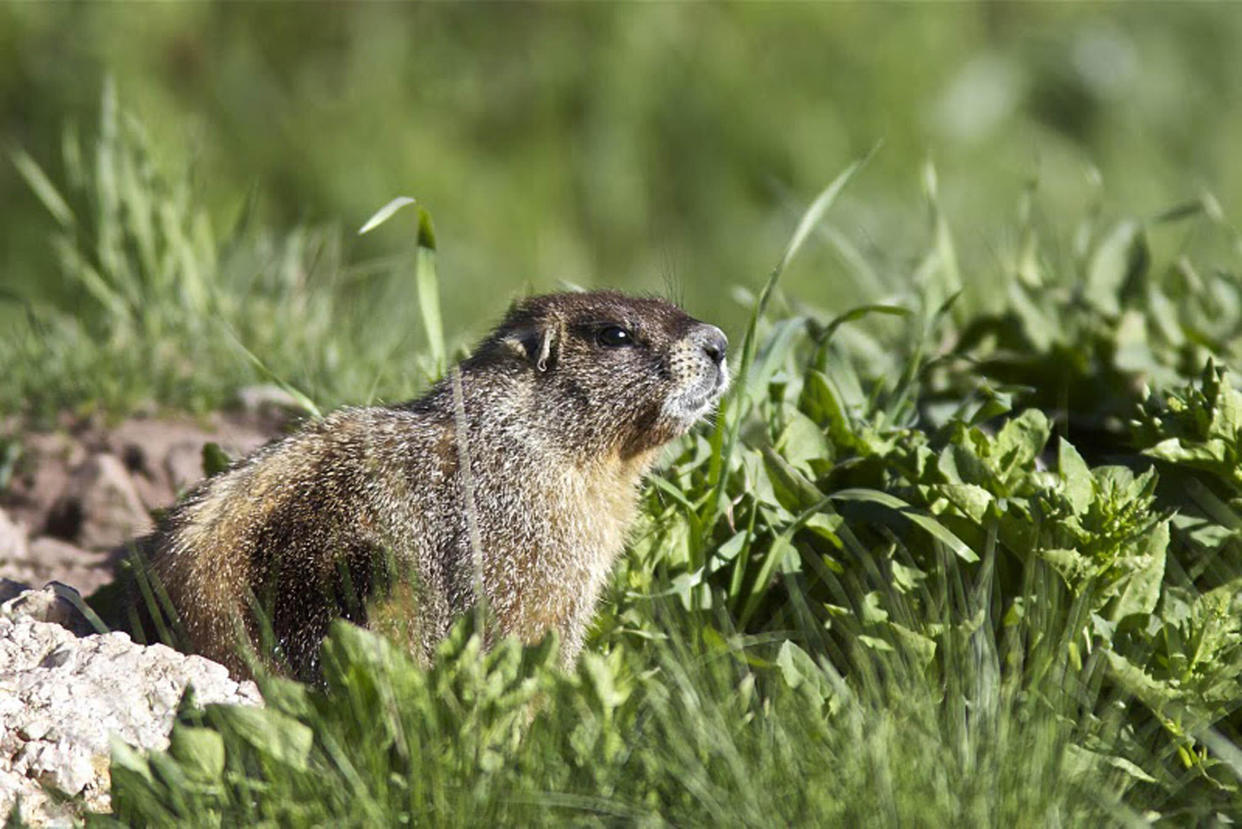 Two people have died after eating raw marmot meat (Picture: PA)