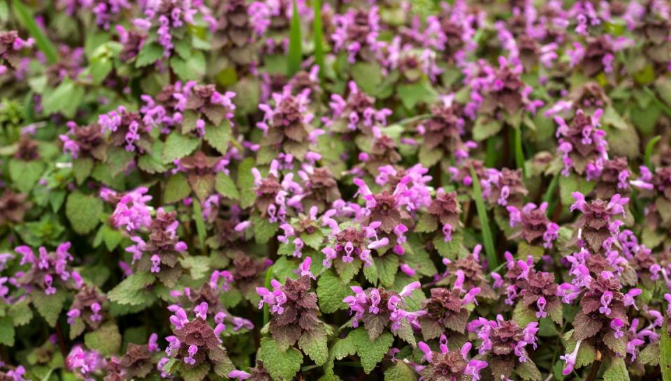 4) Dead Nettle