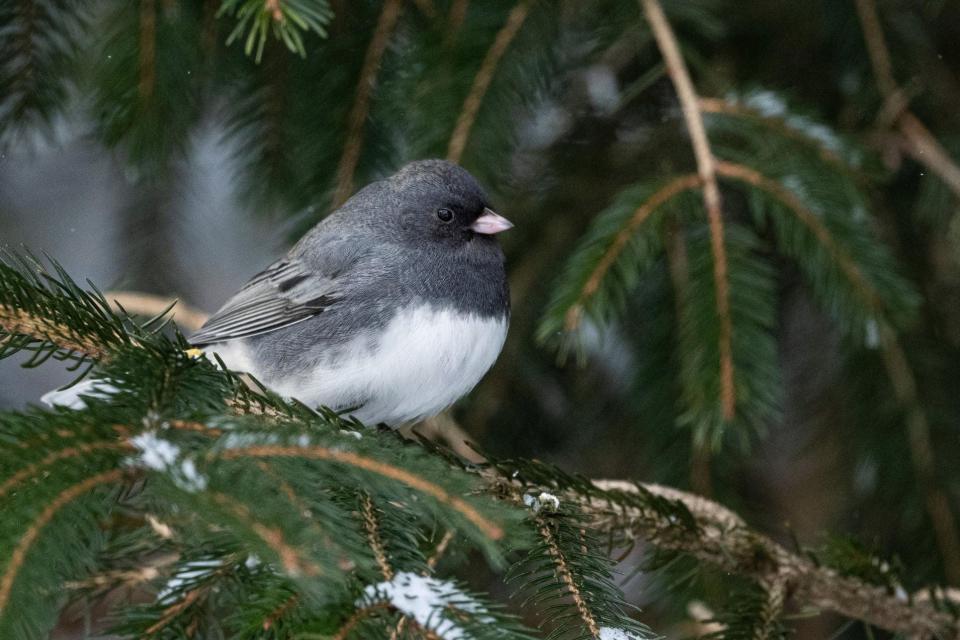 Live-cut Christmas trees can be repurposed as habitat for all sorts of terrestrial and aquatic animals, including dark-eyed juncos.
