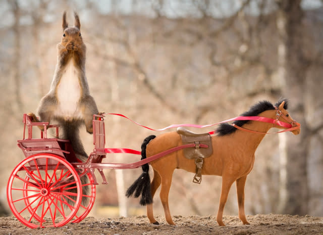 Squirrel takes horse and carriage for a ride