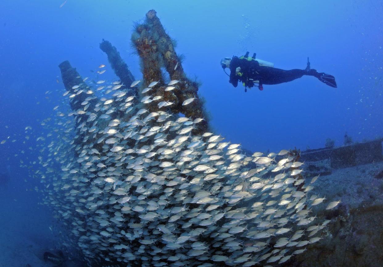 A school of grunts on a sunken World War II German submarine in the Atlantic Ocean off North Carolina. <a href="https://www.gettyimages.com/detail/photo/diver-and-schooling-tomtates-on-wwii-u-352-german-royalty-free-image/153943111" rel="nofollow noopener" target="_blank" data-ylk="slk:Karen Doody/Stocktrek Images via Getty Images;elm:context_link;itc:0;sec:content-canvas" class="link ">Karen Doody/Stocktrek Images via Getty Images</a>