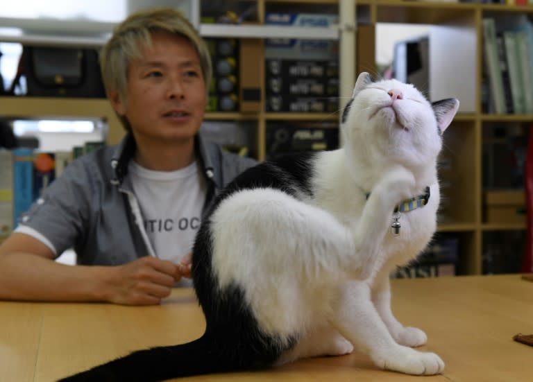 A total of nine fluffy felines eat, sleep and walk freely in the small office of IT firm Ferray in Tokyo