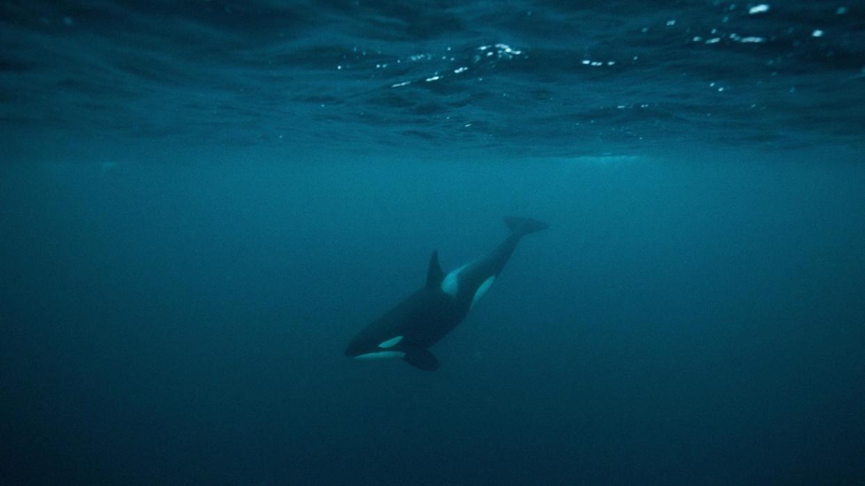  Orca whale underwater. 