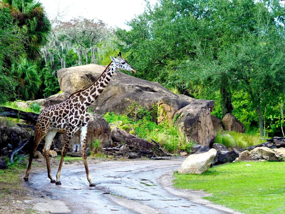 A giraffe sighting during Kilimanjaro Safaris in Disney’s Animal Kingdom.