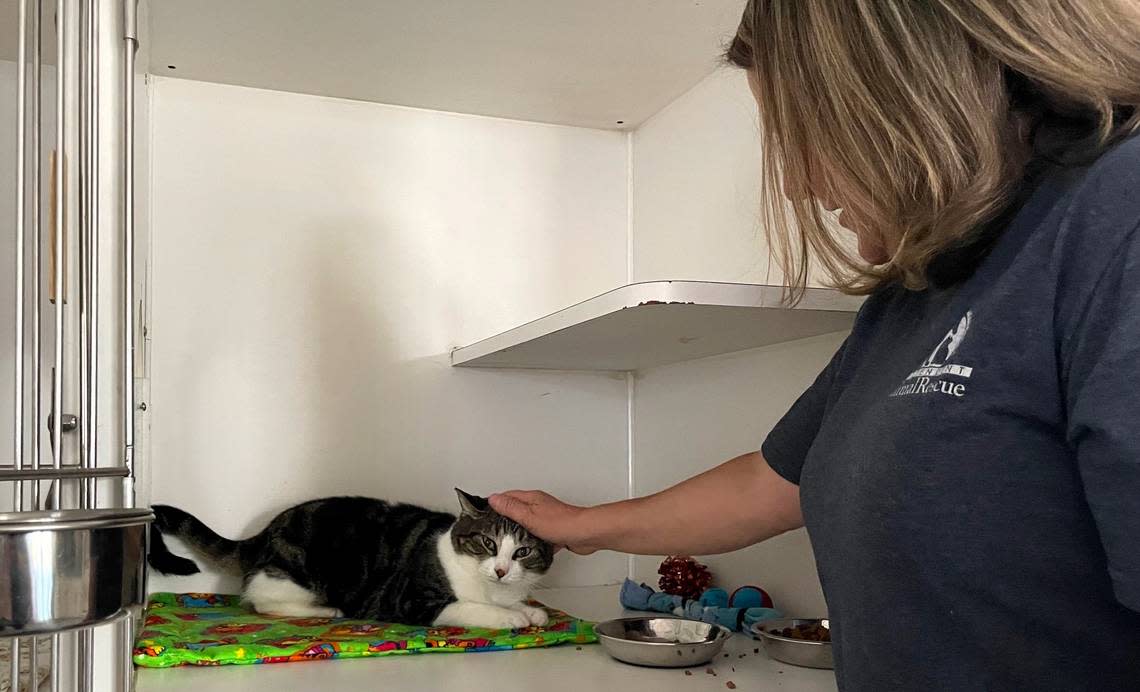 Animal rescue volunteer Jacky Rosati plays with Tacoma, a 2-year-old brown and white, classic swirl tabby who lived in a truck at the Buckhorn Flea Market for at least a year. Tacoma has a distinctive white stripe on her back and loves cuddling and play.