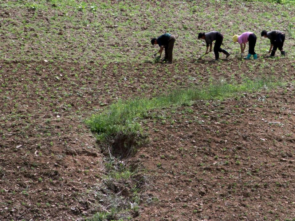 South Korea is donating 50,000 tonnes of rice and £3.5m to North Korea as a severe drought and resulting food shortages puts 10.1m at risk of starvation. North Korea has been hard hit by droughts, heatwaves and floods that have led to the worst harvest season in ten years and a 1.36m tonne shortage of food. The southern republic announced on Wednesday its plans to donate the food and money to address the critical food situation in the north. “The Government hopes that the food aid provided through the World Food Programme (WFP) can be delivered to the North Korean people without play.”In a statement, the WFP, welcomed the landmark donation. However, its Asia Pacific director David Kaatrud also estimated a total 300,000 tonnes of food was urgently needed to address the food shortage. “The DPRK has been hit hard by drought and poor harvests that have left millions of hungry children, women and men facing severe food shortages over the coming months.” A joint Food and Agriculture Organisation (FAO) and WFP food security assessment report released last month found food production in 2018 had dropped dramatically as a result of the record low harvest of 4.9m tons - the lowest in a decade.As well as the unfavourable climate conditions it said limited supply of fuel, fertiliser and spare parts had also impacted the quantity of the harvest. And the government’s Public Distribution System, on which a large portion of the population relies, had been forced to cut rations to the lowest ever level for this time of the year. This nationwide food shortage had already led to people eating “worryingly” low amounts of food, limited dietary diversity and families were being forced to cut meals. Co-lead of the mission Nicolas Bidault said: “Many families survive on a monotonous diet of rice and kimchi most of the year, eating very little protein.“This is worrying because many communities are already extremely vulnerable and any further cuts to already minimal food rations, could push them deep into a hunger crisis,” he added.He said the situation is particularly worrisome for young children and pregnant and breastfeeding women, who are the most vulnerable to malnutrition.There are concerns that in the absence of substantial external assistance, rations may be further cut during the critical months of June-October, at the peak of the lean season.