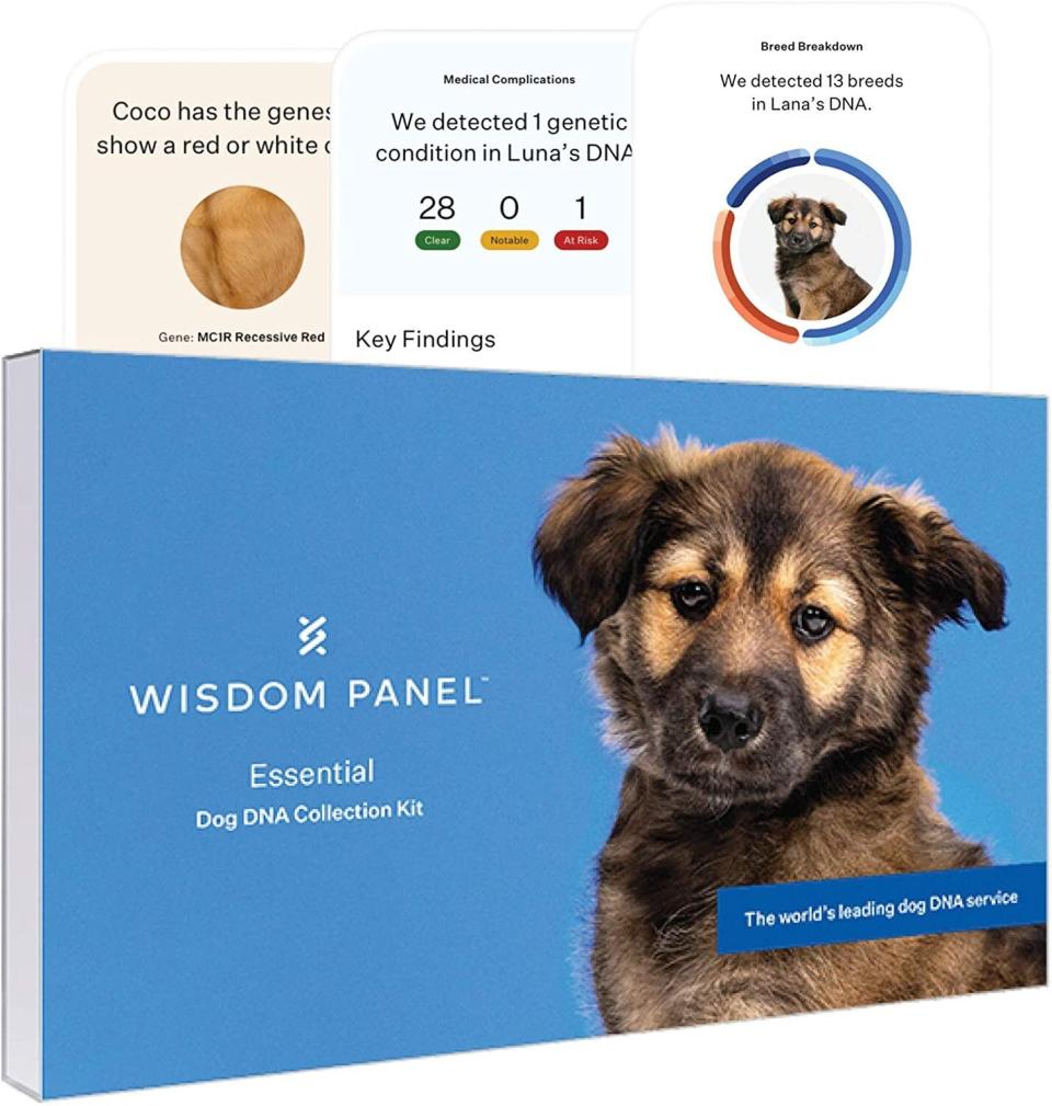 Wisdom Panel dog DNA Cyber Monday deal for 2020. (Photo: Amazon)