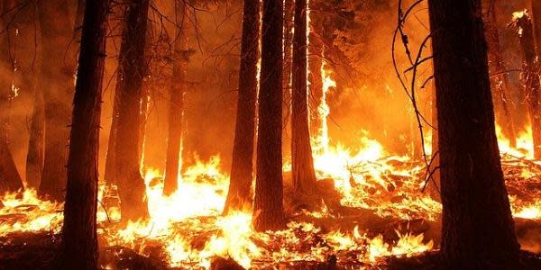 Terreno desconocido: Incendios en California