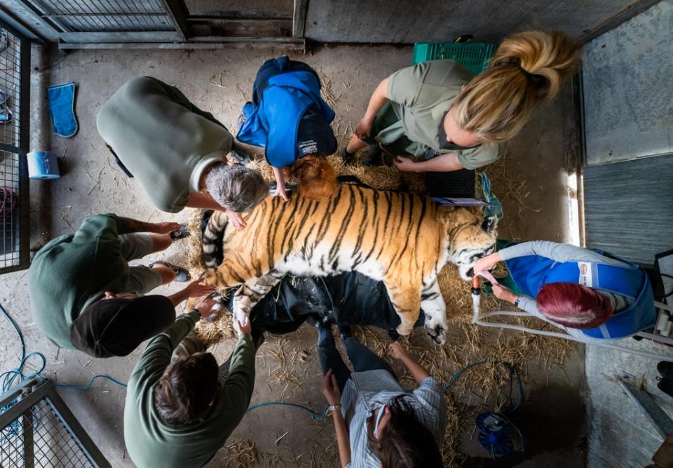 Vladimir, an Amur tiger, lies sedated during a procedure at Yorkshire Wildlife Park (Danny Lawson/PA) (PA Wire)
