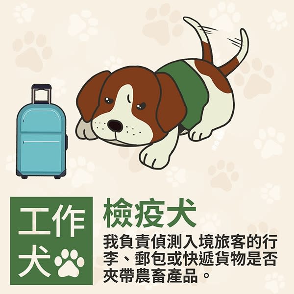 不只是毛小孩　除了警犬、導盲犬還有這些工作犬都是超級好幫手