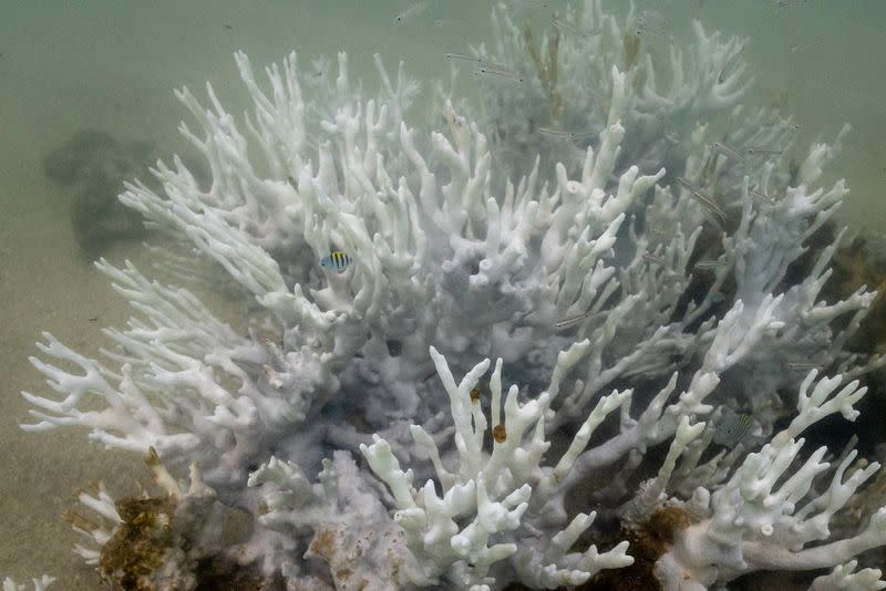 Bleached coral is seen in a reef at the Costa dos Corais in Japaratinga