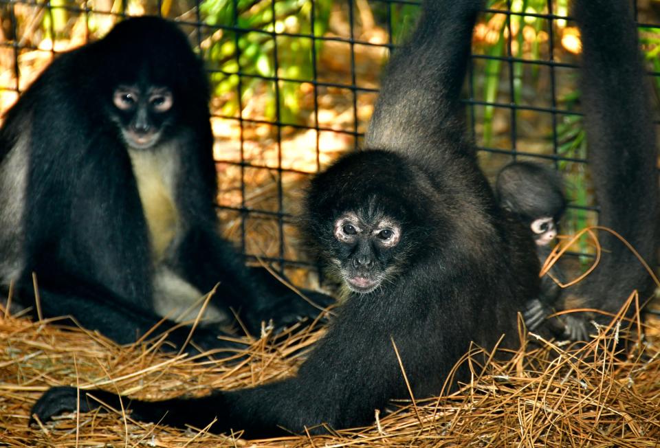 Spider monkeys are among the animals that are on exhibit at the Brevard Zoo in Viera. The East Coast Zoological Society of Florida, which operates the zoo, was in line for a $72,443 state cultural and museum grant for the 2024-25 budget year. But Gov. Ron. DeSantis last week vetoed the grant program for 2024-25.