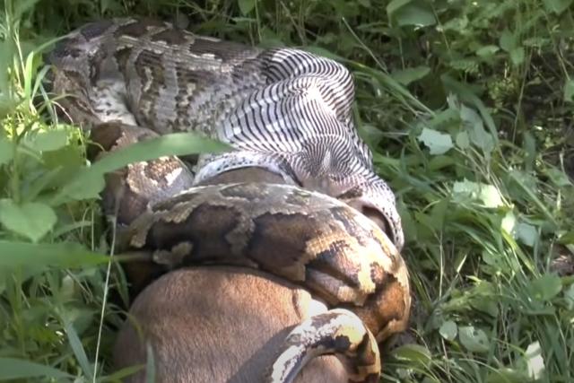 It's a snake-eat-snake world: Python devours cobra in insane video - India  Today