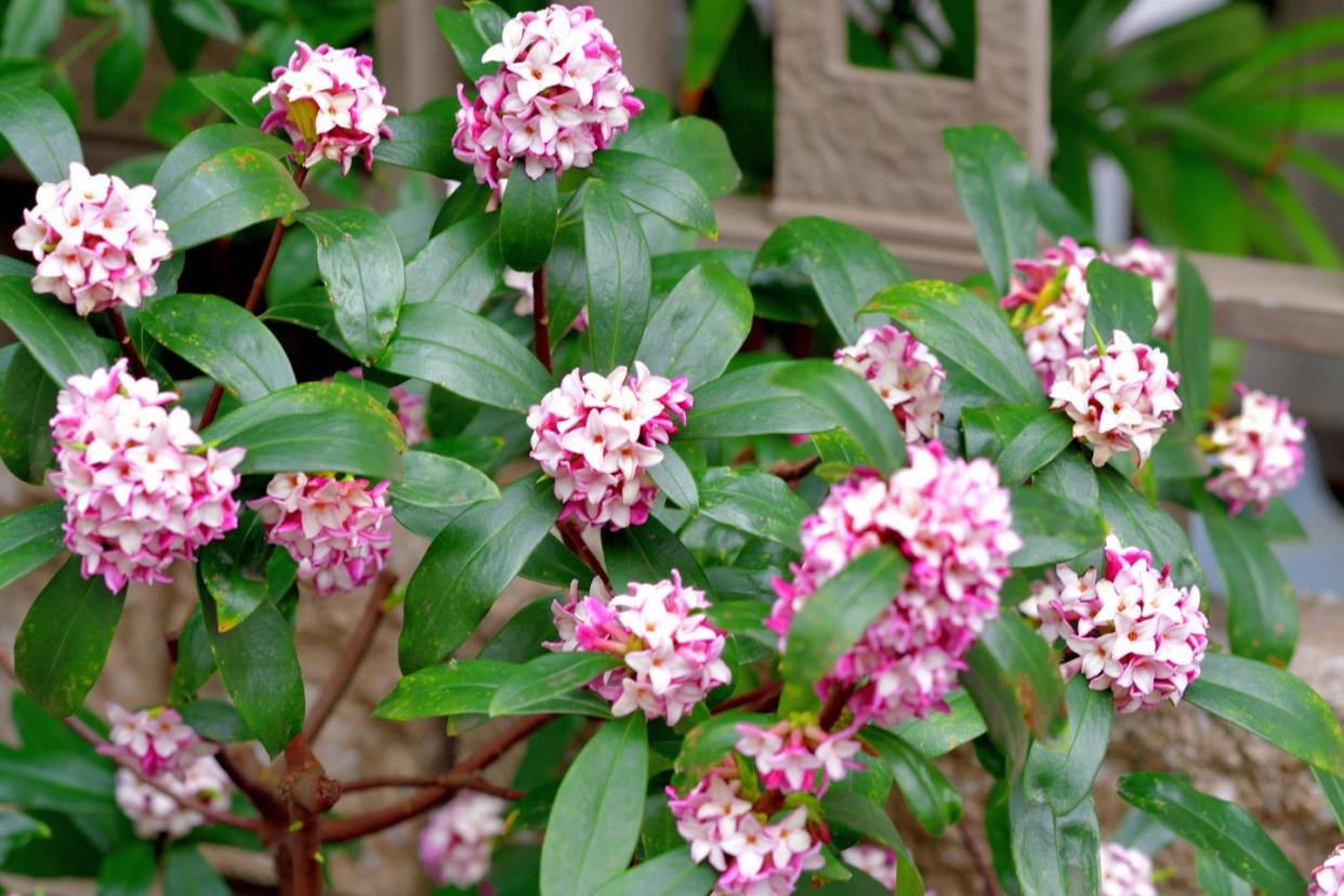 winter flowers daphne shrub