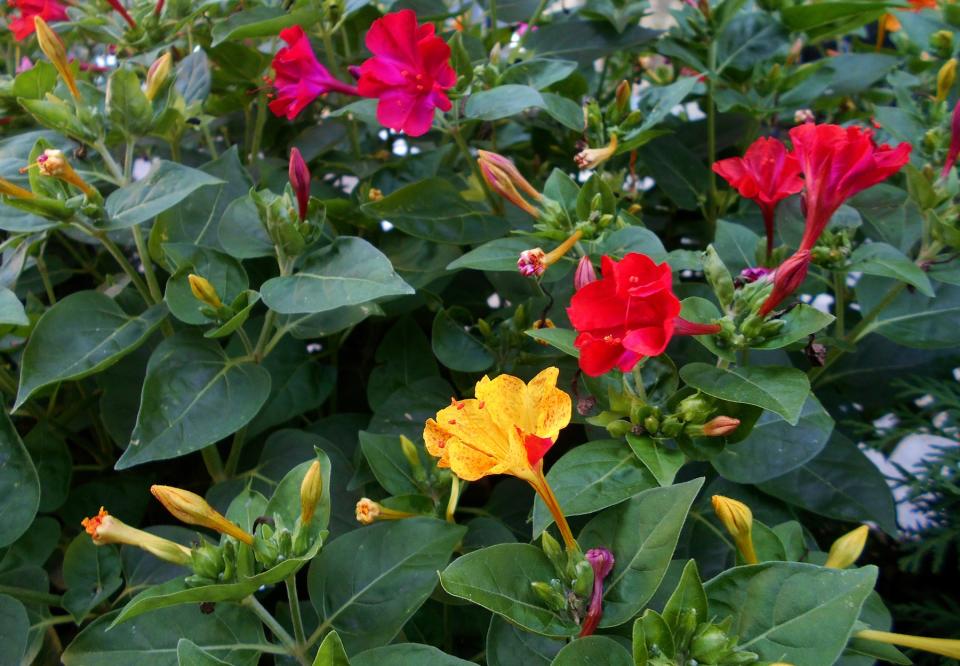 plant with dark green leaves and yellow and red flowers 