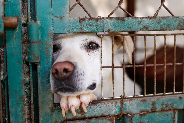 Getty Images Stock image of dog in shelter.