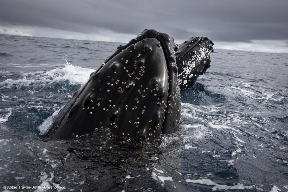 Humpback whales approach a Greenpeace RHIB off Cuverville Island during whale identification and hydrophone work in the Errera Channel, Antarctica. | © Abbie Trayler-Smith / Greenpeace.