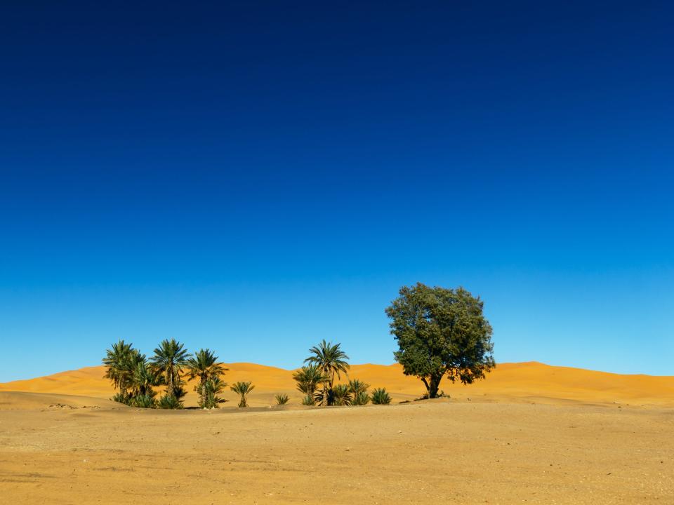A cluster of trees in the middle of a desert.