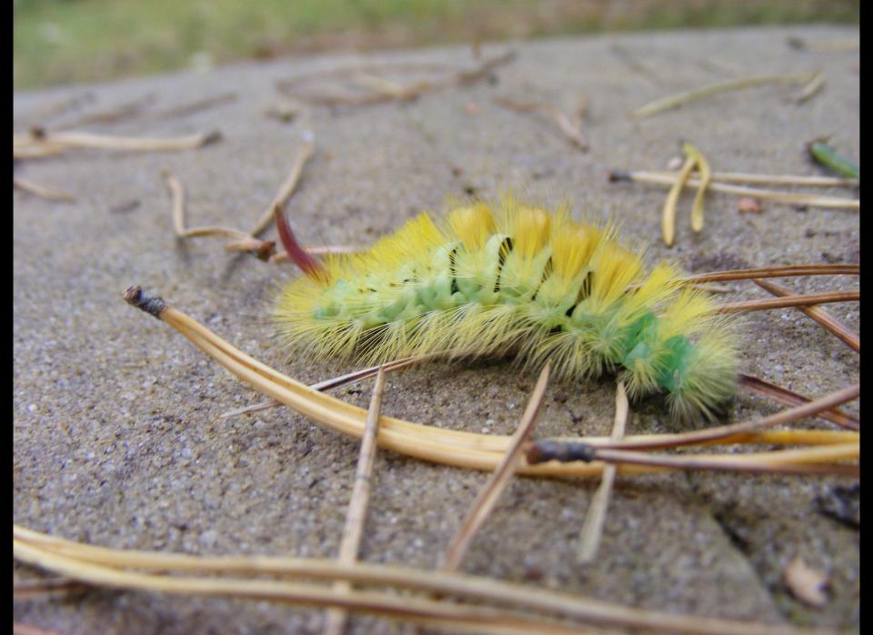 A dieting woman found a <a href="http://www.dailymail.co.uk/news/article-2008450/Dieter-finds-live-caterpillar-Weight-Watchers-snack.html?ITO=1490" target="_hplink">live caterpillar crawling on a Weight Watchers-brand slice of packaged cake</a> in June 2011. She called it gross enough to put her off of cake forever. 