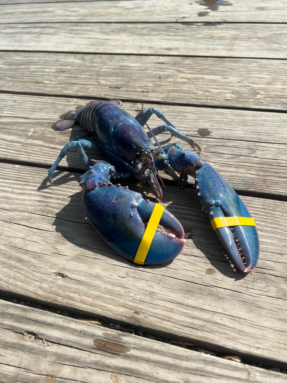 Stratham lobsterman Joseph Kramer caught a rare cotton candy lobster off of New Castle on Sunday, July 21, 2024, estimated to be a one-in-100 million find, according to the Seacoast Science Center.