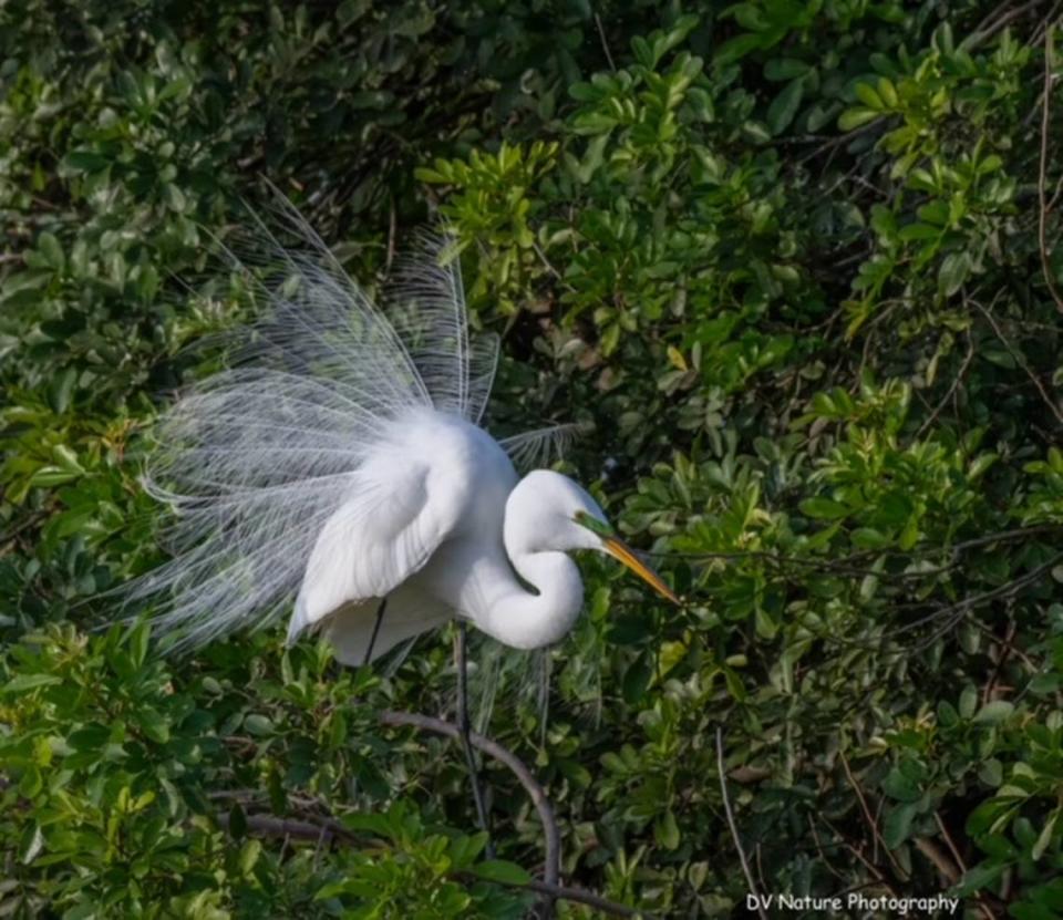 A snowy egret ruffles its feathers in the rookery that formed on the now-defunct Calusa County Club golf course.