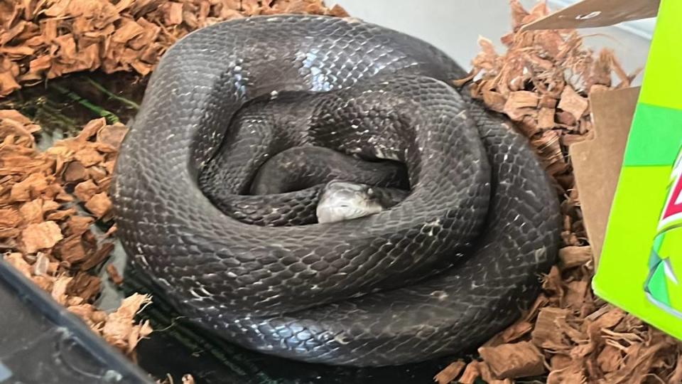 Adult Black Rat snake.