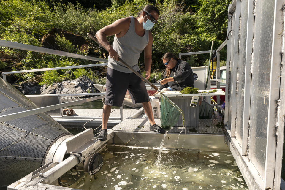 Gilbert Myers, left, and Jamie Holt, lead fisheries technician for the Yurok Tribe, right, count dead chinook salmon pulled from a trap in the lower Klamath River on Tuesday, June 8, 2021, in Weitchpec, Calif. A historic drought and low water levels are threatening the existence of fish species along the 257-mile long river. "When I first started this job 23 years ago, extinction was never a part of the conversation," Holt said of the salmon. "If we have another year like we're seeing now, extinction is what we're talking about." (AP Photo/Nathan Howard)