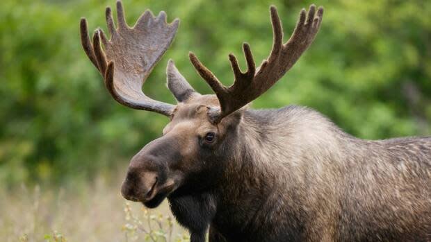 The proposed mine is in the Liscomb Game Sanctuary, which is habitat for the endangered mainland moose population.