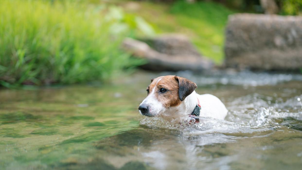 Dog swimming in river