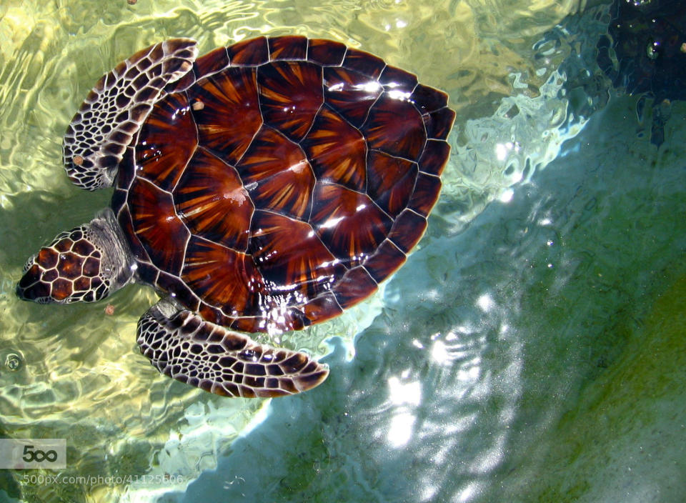 Young sea turtle at the turtle farm.