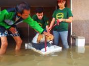 PAWS volunteers used basins and styrofoam containers to rescue stranded dogs in Cainta