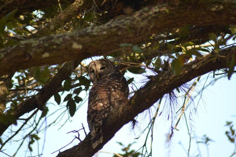 2-10-24--A barred owl was spotted during a guided tour of Duette Preserve hosted by Manatee Fish & Game Association.