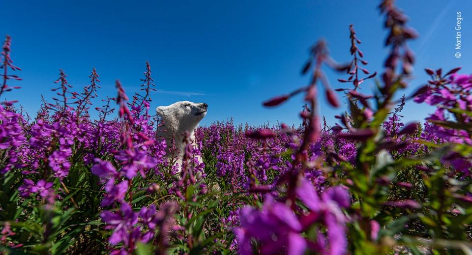 Among the flowers (Martin Gregus/Wildlife Photographer of the Year)