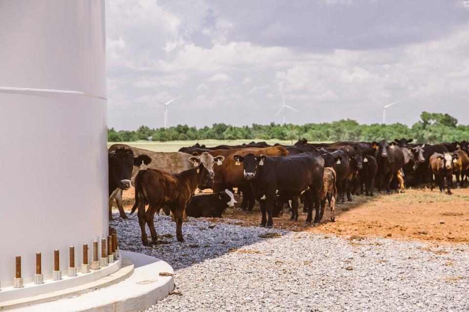 When the weather is hot, cattle at the Arbuckle Mountain Wind Farm in Murray County, Okla., line up in the shade of the "bovine sundial," a wind turbine tower, and slowly shuffle to the side as the shadow moves with the sun.